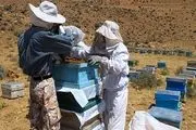 درآمد 18 میلیونی با طرح پرورش زنبورعسل+عکس