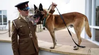اعطای مدال افتخار به یک سگ ارتش انگلیس!+ تصاویر 