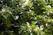 پیش‌بینی هوای کشور در تعطیلات نوروز + جدول
