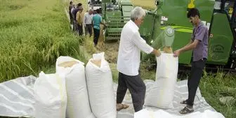 نحوه ترخیص برنج وارداتی تعیین شد + سند