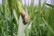 زمان مقابله با سن در مزارع گندم و جو فرا رسید