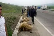 تلف شدن 25 رأس گوسفند بر اثر تصادف در اصلاندوز+عکس