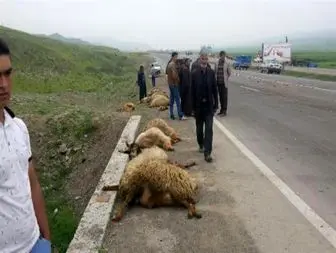تلف شدن 25 رأس گوسفند بر اثر تصادف در اصلاندوز+عکس