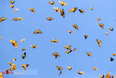 مهاجرت پروانه ها
