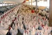 پرکشیدن قیمت مرغ در بازار خراسان شمالی و نارضایتی مردم