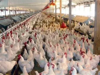 پرکشیدن قیمت مرغ در بازار خراسان شمالی و نارضایتی مردم