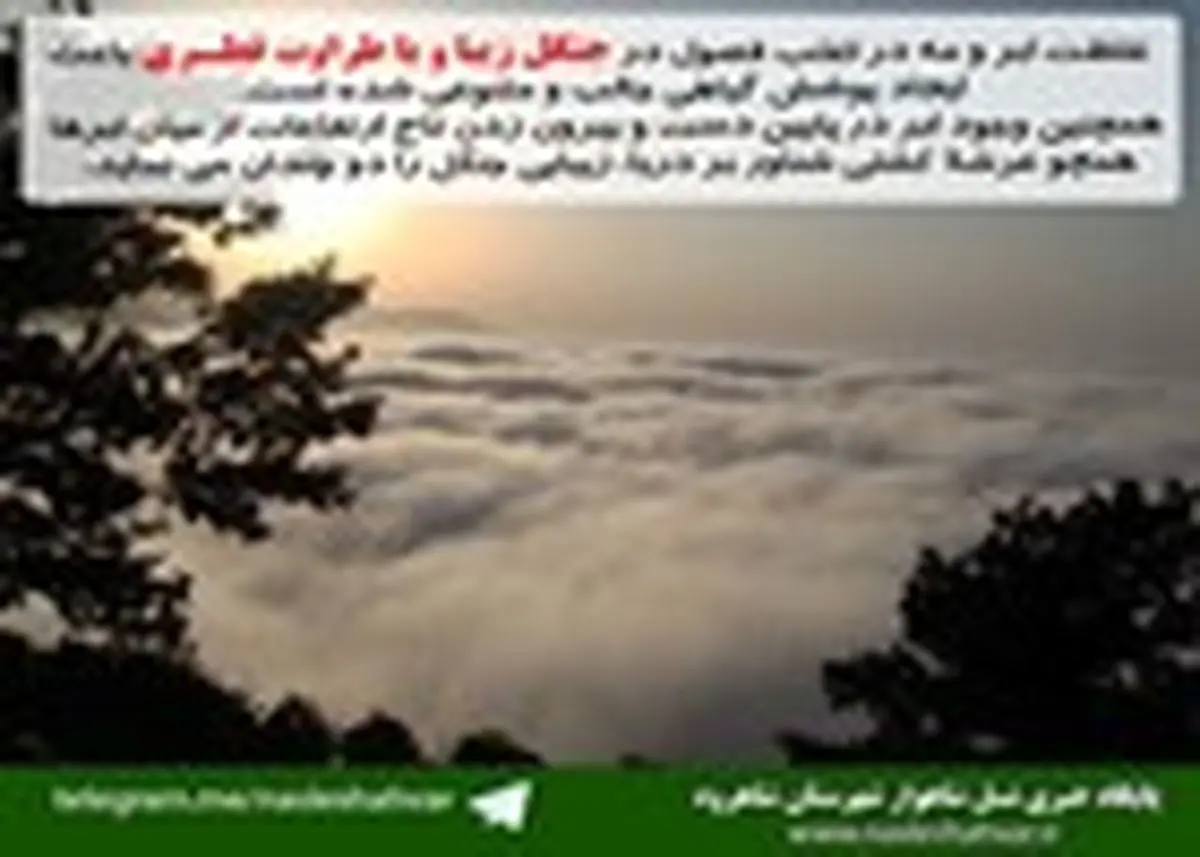 جنگل قطری هم رنگ ابر هم نوای باران+تصاویر
