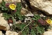 گونه جدیدی از گل سرخ در ایران