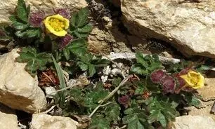 گونه جدیدی از گل سرخ در ایران
