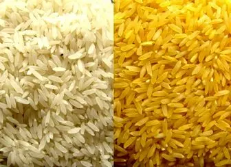 آیا تاجران تولید "برنج تراریخته" اجازه تایید سلامتی آن را نیز دارند؟