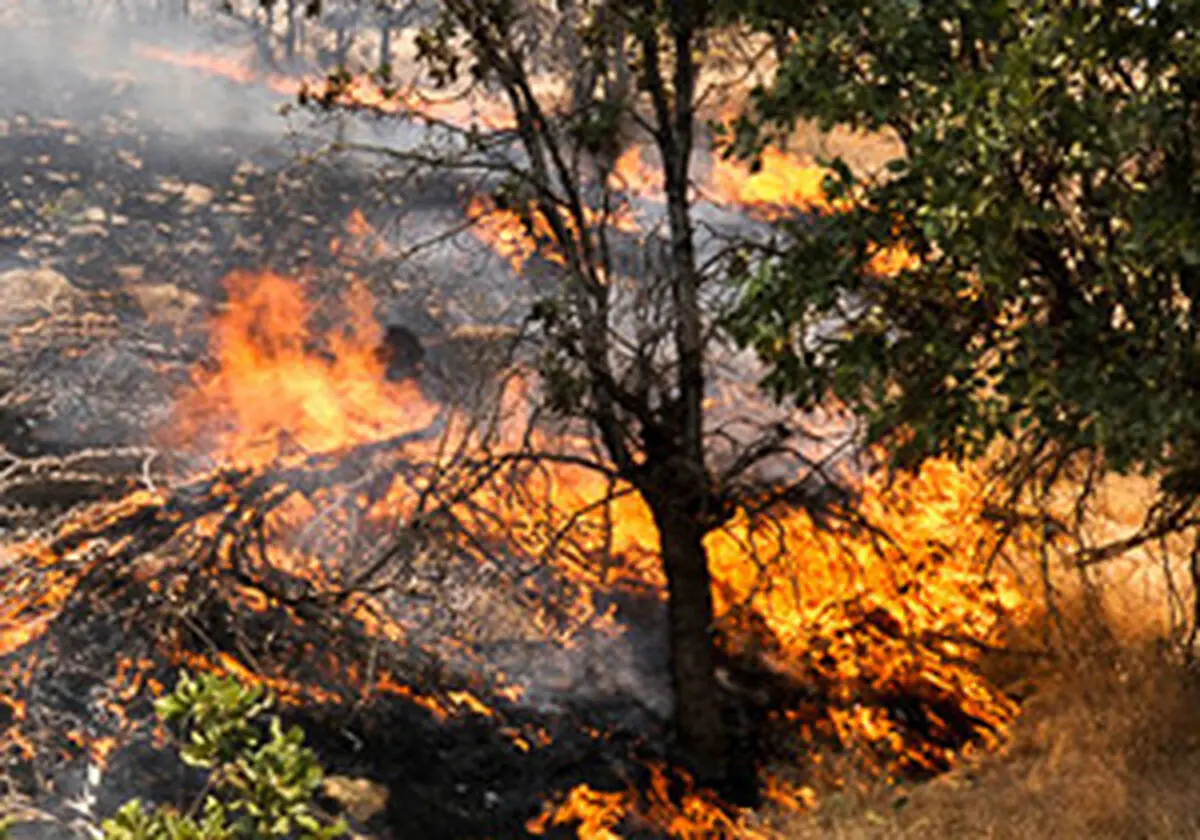 
سوختن جنگل ها درآتش 10 ساعته
