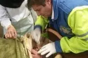 نوزاد ۴۵ روزه مبتلا به بیماری عفونت ریوی و اسهال به بیمارستان پاوه منتقل شد
