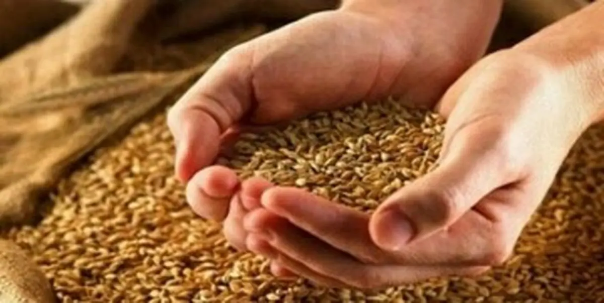 قیمت خرید تضمینی گندم در سال ۱۴۰۳/ ابلاغیه مهم به گندمکاران