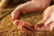 قیمت خرید تضمینی گندم در سال ۱۴۰۳/ ابلاغیه مهم به گندمکاران