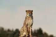  زیبایی شکوهمند پلنگ ایرانی در کیاسر 
