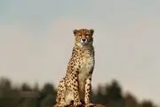  زیبایی شکوهمند پلنگ ایرانی در کیاسر 