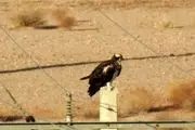 تصویری ناب از لحظه شکار عقاب