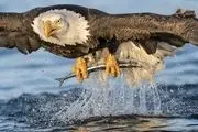 لحظه دیدنی ماهی گرفتن عقاب / گزارش تصویری