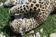 
کشف سلاح کشتار پلنگ
