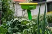 گیاهان زیبا اما خطرناک که شاید جان انسان را بگیرند+تصاویر