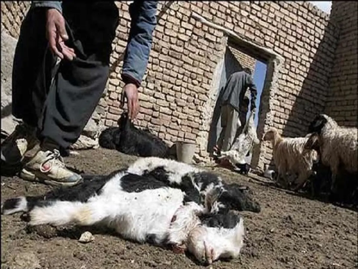 آگاهی بخشی به روستاییان توسط نیروهای بسیج در راستای مقابله با تب برفکی+تصاویر
