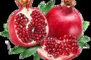 برداشت انار در اورامانات/ عکس