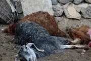 قطب دامداری کشور در معرض تهدید