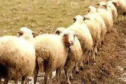 گوسفند زنده و مشکلات آن