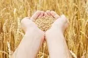 افزایش قیمت ذرت در بازارهای جهانی