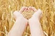 افزایش قیمت ذرت در بازارهای جهانی