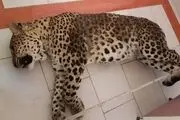 پلنگ سرگردان قائم شهر تلف شد
