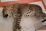پلنگ سرگردان قائم شهر تلف شد
