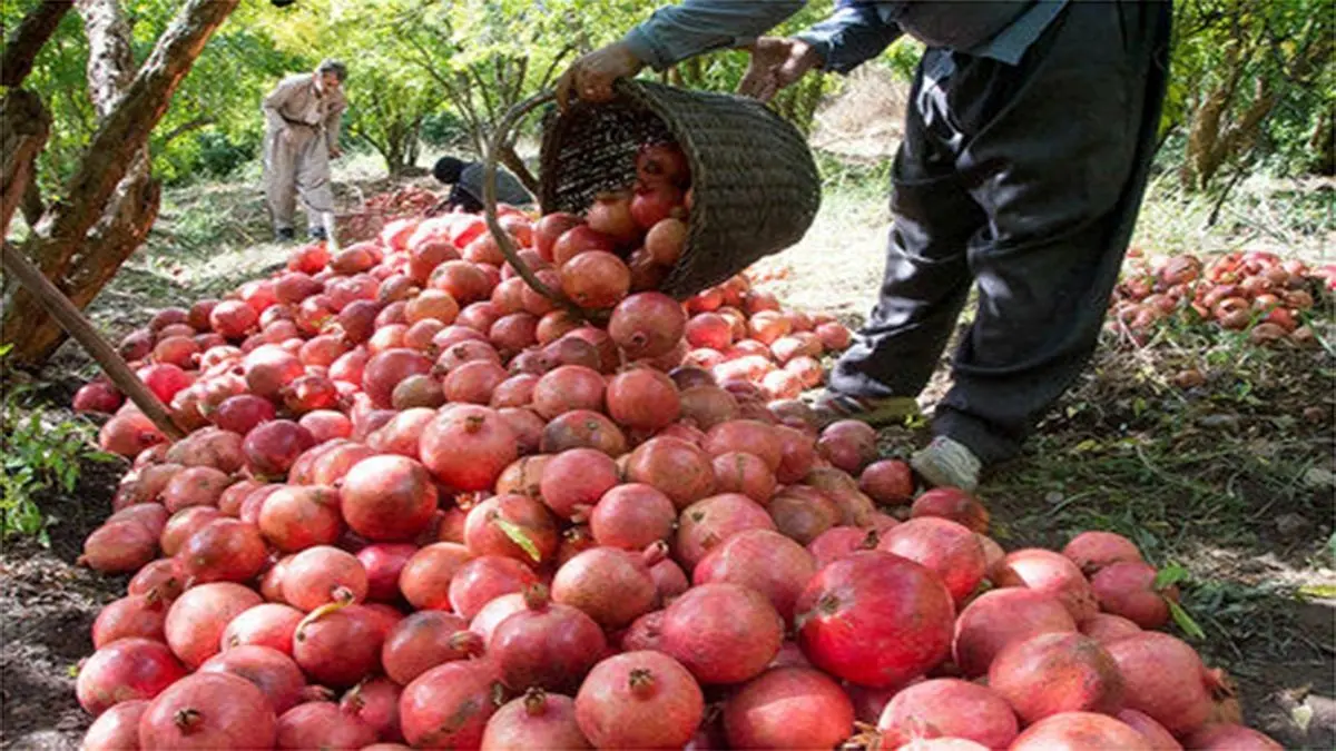 تولید انار امسال به بیش از یک میلیون تن می‌رسد
