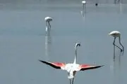 بازگشت فلامینگوها به تالاب‌های آذربایجان غربی‎/ گزارش تصویری
