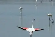 بازگشت فلامینگوها به تالاب‌های آذربایجان غربی‎/ گزارش تصویری