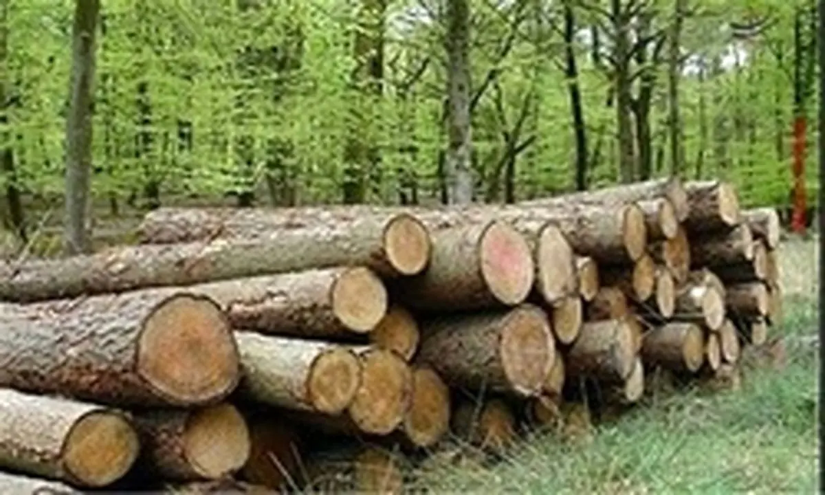 رای جالب یک قاضی برای عامل قطع درختان