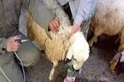 اجرای طرح واکسیناسیون رایگان بیش از 80 درصد دام سبک روستایی و عشایری