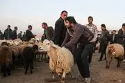 قیمت هر کیلو دام زنده به ۷۰ هزارتومان رسید
