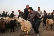 قیمت هر کیلو دام زنده به ۷۰ هزارتومان رسید
