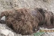 کشف لاشه خرس قهوه ای در شمیرانات