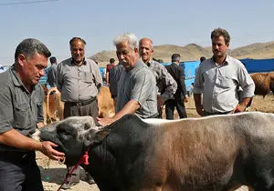 امکان ابتلا به جنون گاوی پس از مصرف گوشت دام های صنعتی