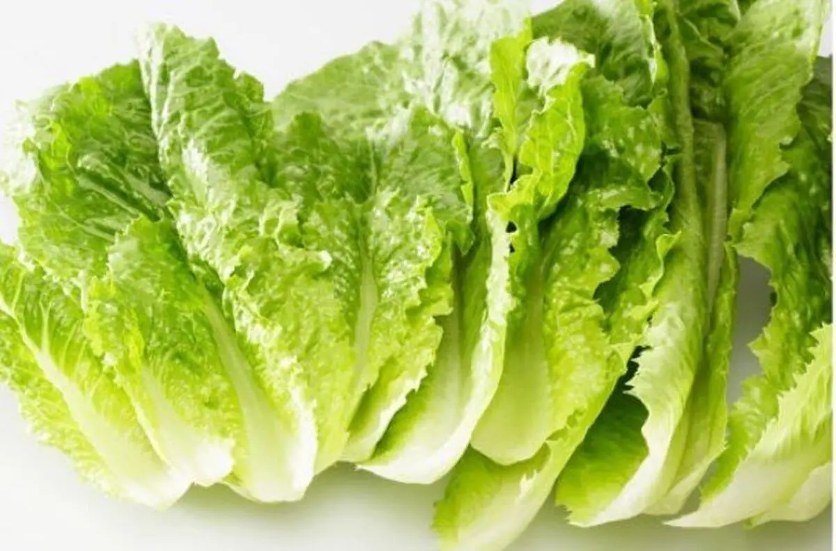 کاهو گیاهی برای بارداری

