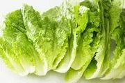 کاهو گیاهی برای بارداری

