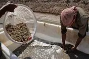 پرورش میگو صنعتی اشتغالزا در هرمزگان است