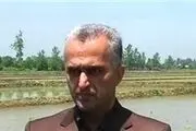 آغاز شخم زمستانه در شالیزارهای گیلان