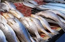 قیمت انواع ماهی ۳ خرداد ۱۴۰۳+ جدول

