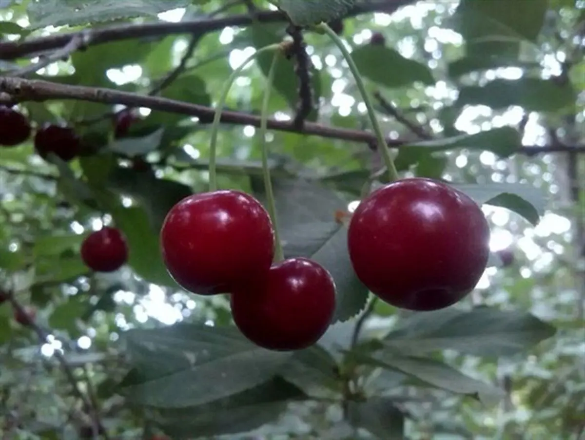 برداشت آلبالو در روستای فیض آباد راور