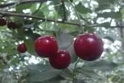 برداشت آلبالو در روستای فیض آباد راور