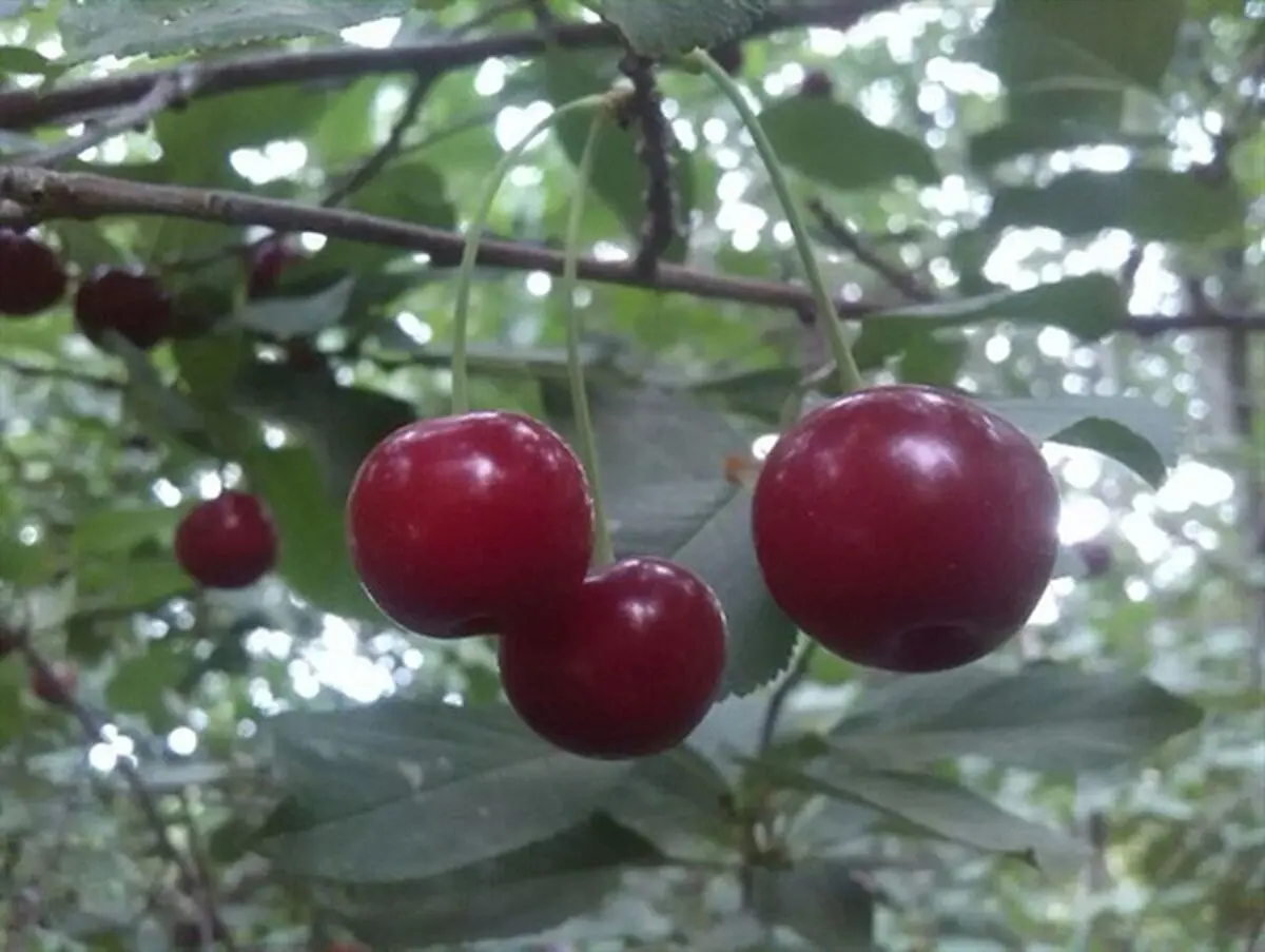 برداشت آلبالو در روستای فیض آباد راور