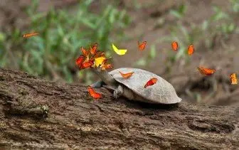 بوسه پروانه‌ها بر اشک لاک‌پشت‌ + تصاویر ناب